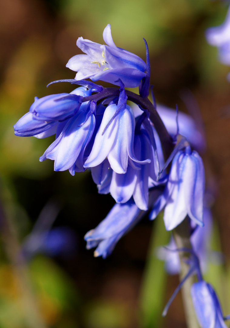 Gartenschönheit