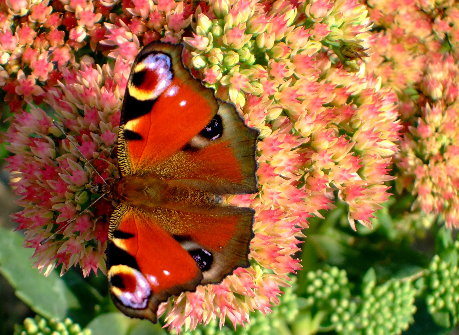 Gartenschönheit