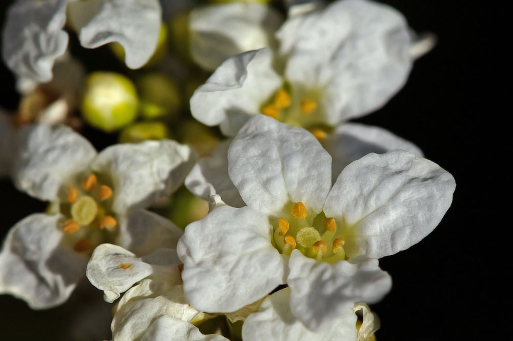 Gartenschönheit