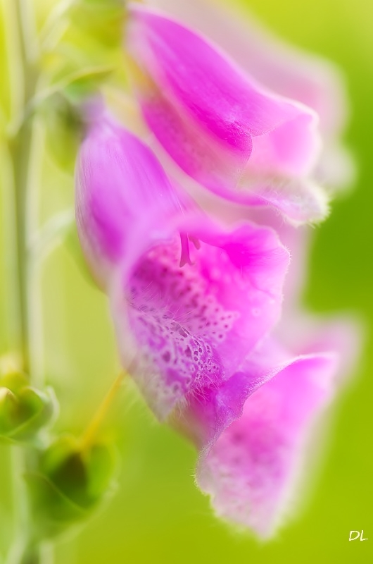 *** Gartenschönheit ... ***