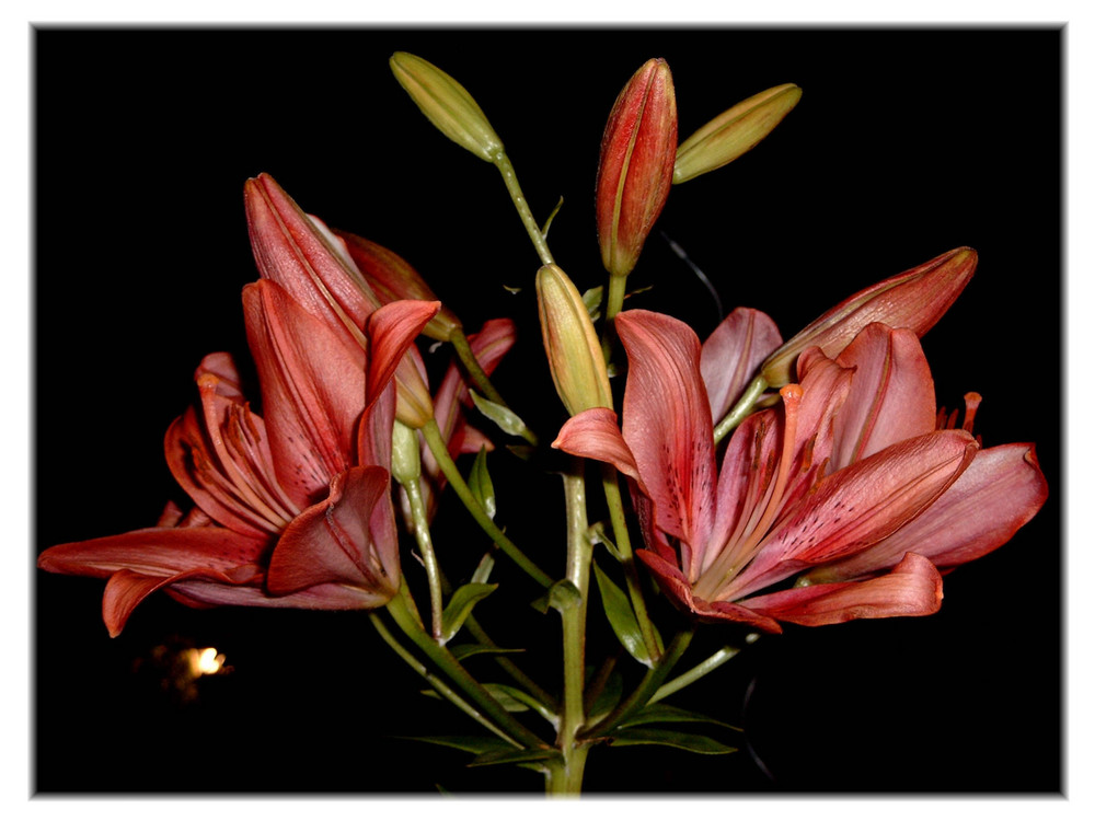 Gartenschönheit bei Nacht