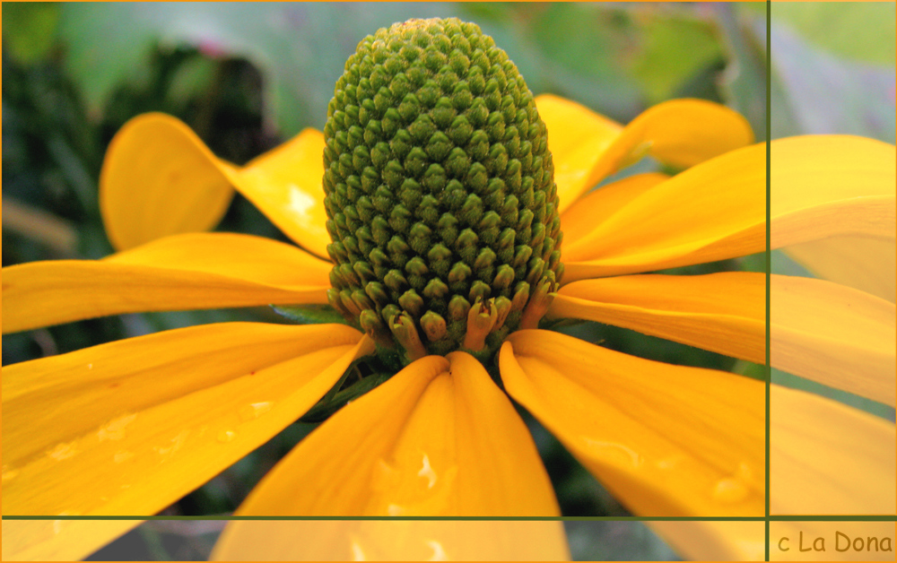 Gartenschönheit