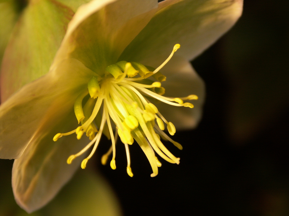 Gartenschönheit