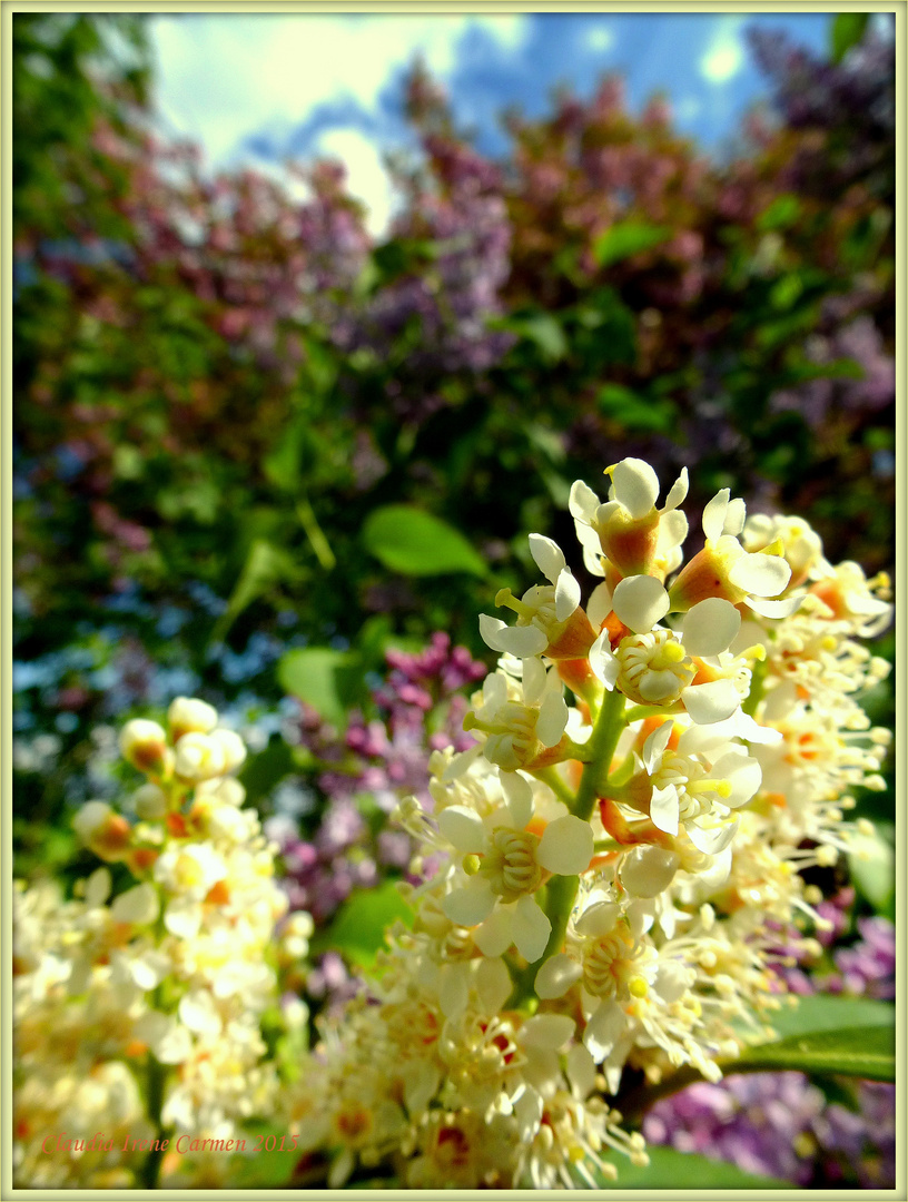 Gartenschönheit