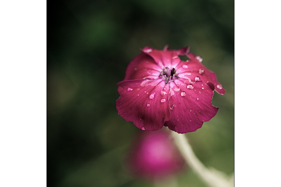 [ Gartenschönheit ]