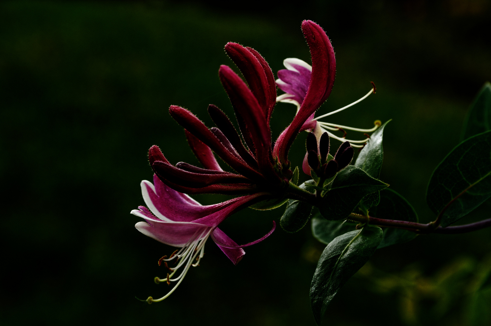 Gartenschönheit