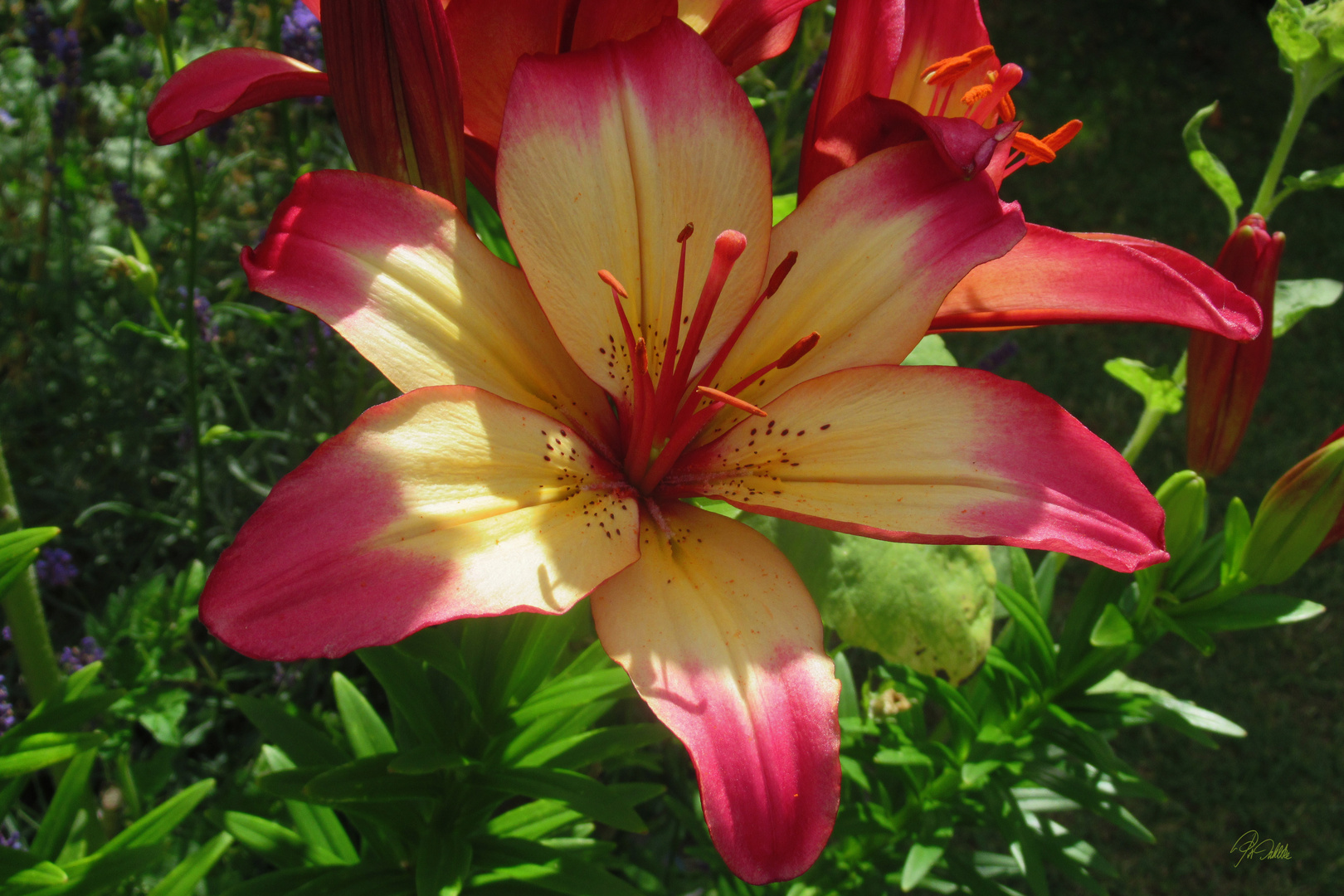 " Gartenschönheit "    Mittwochsblümchen 20.07.22