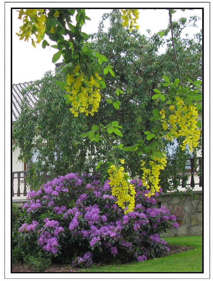 Gartenschönheit: Rhododendron und Goldregen