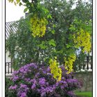 Gartenschönheit: Rhododendron und Goldregen