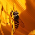 Gartenschwebfliege auf gelber Blüte