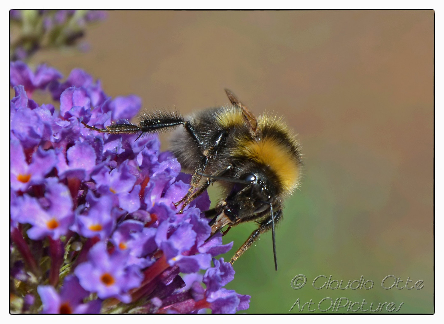 Gartenshooting