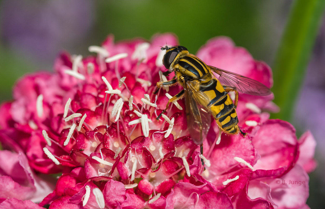 Gartenskabiose mit Schwebfliege