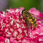 Gartenskabiose mit Schwebfliege