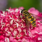 Gartenskabiose mit Schwebfliege