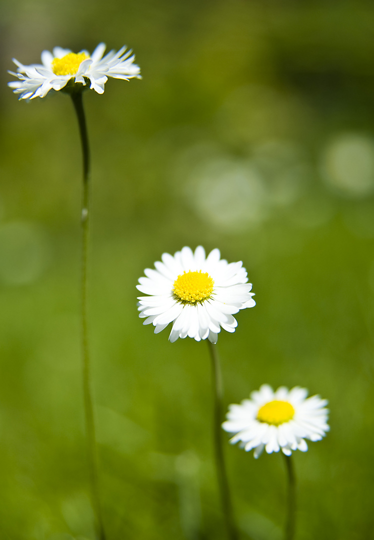 Gartensommer 2