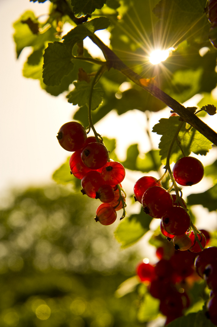 Gartensommer