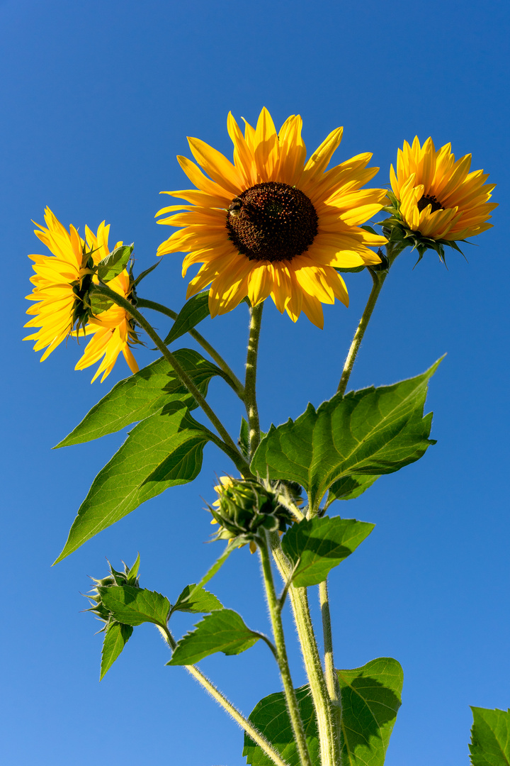 Gartensonnenblumen