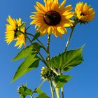 Gartensonnenblumen