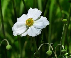 Gartensonntag