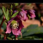 Gartensorte der Schneerosen.......