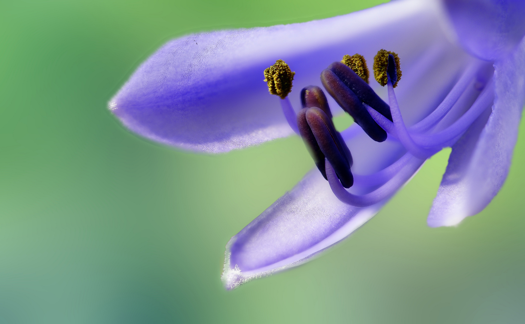 Gartenspaziergang 2020 - Agapanthus Blütenstand