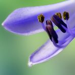 Gartenspaziergang 2020 - Agapanthus Blütenstand