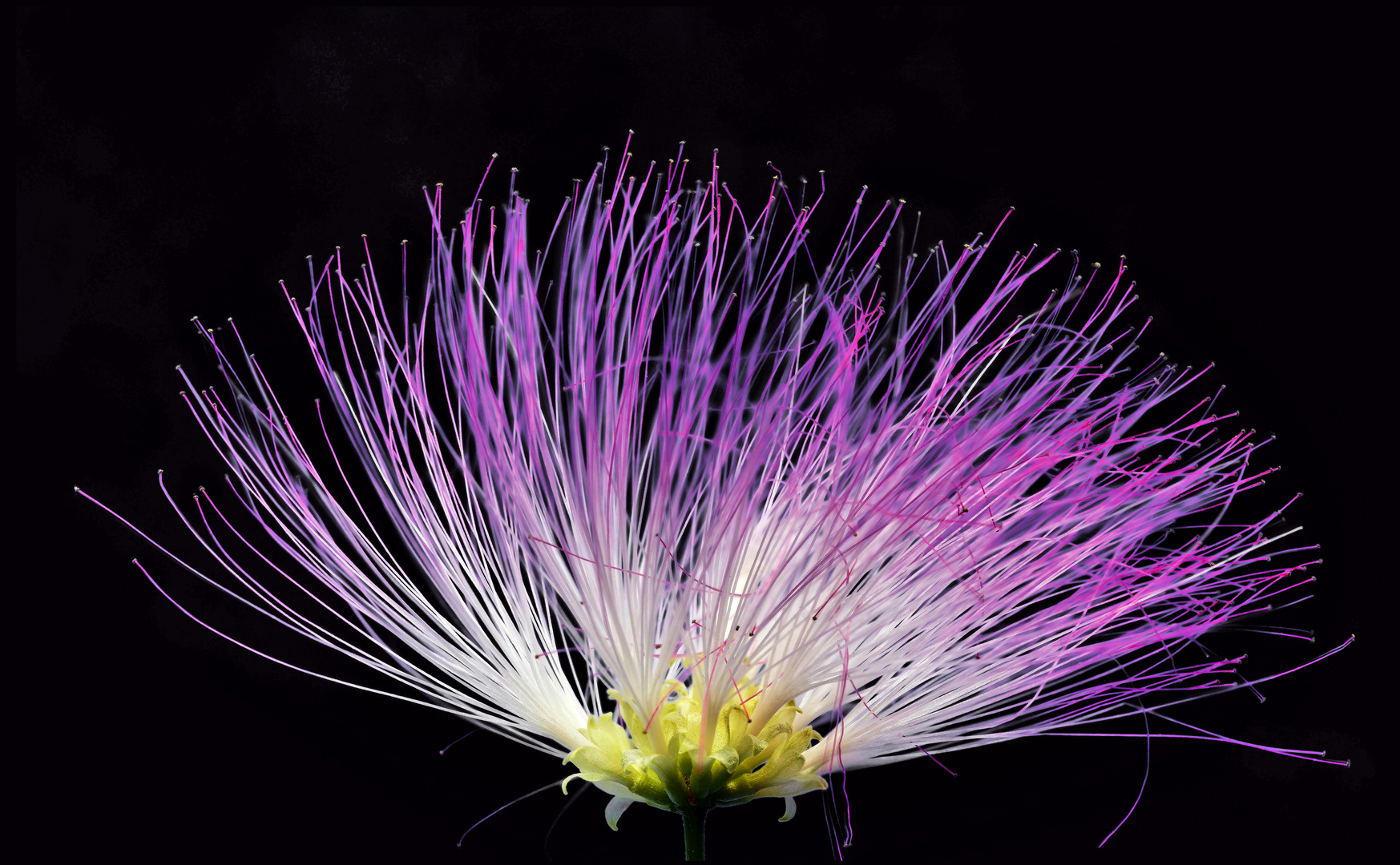 Gartenspaziergang 2020 - Albizia Blüte