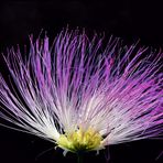 Gartenspaziergang 2020 - Albizia Blüte