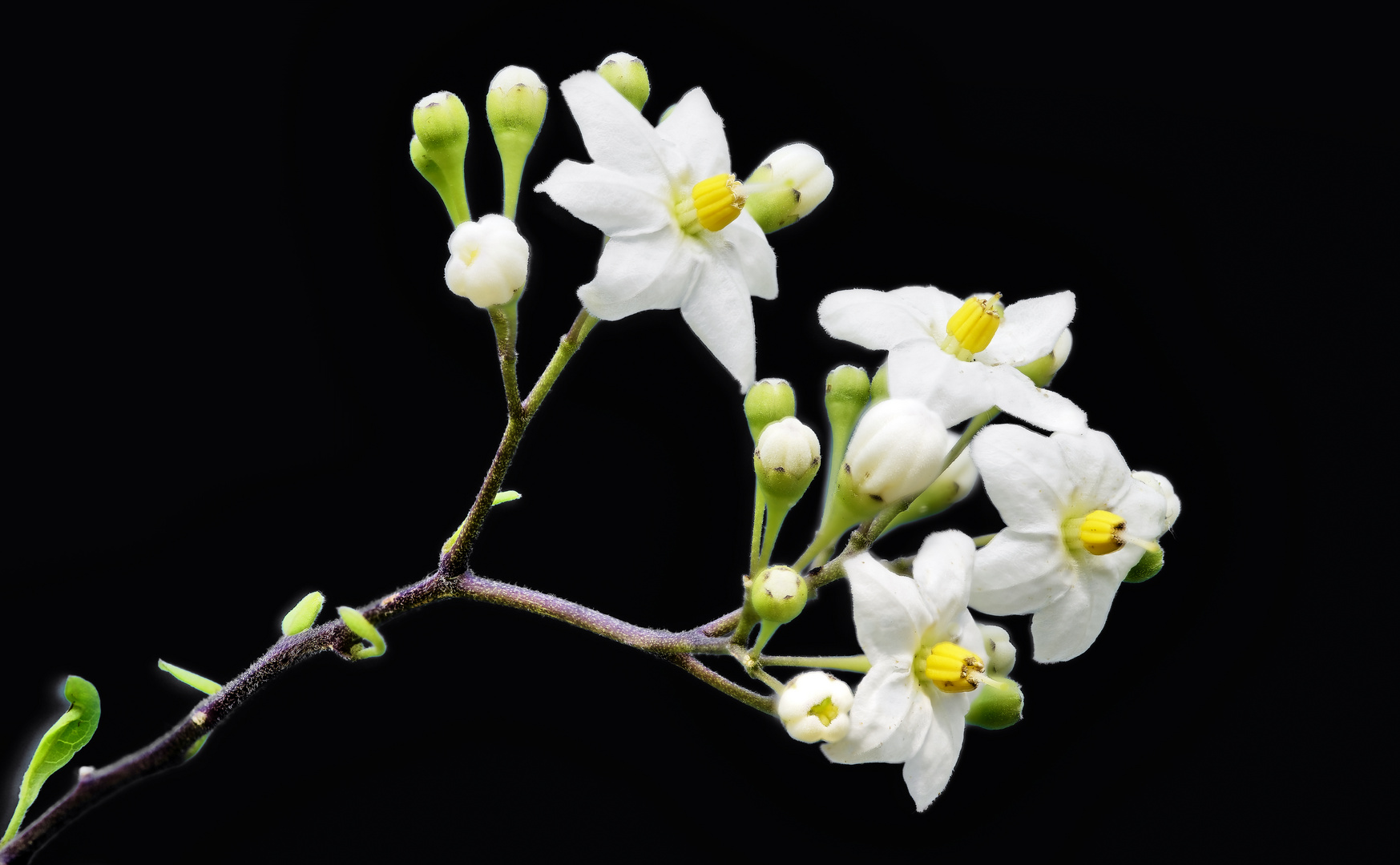 Gartenspaziergang 2020 - Jasminblütiger Nachtschatten - erste Blüten