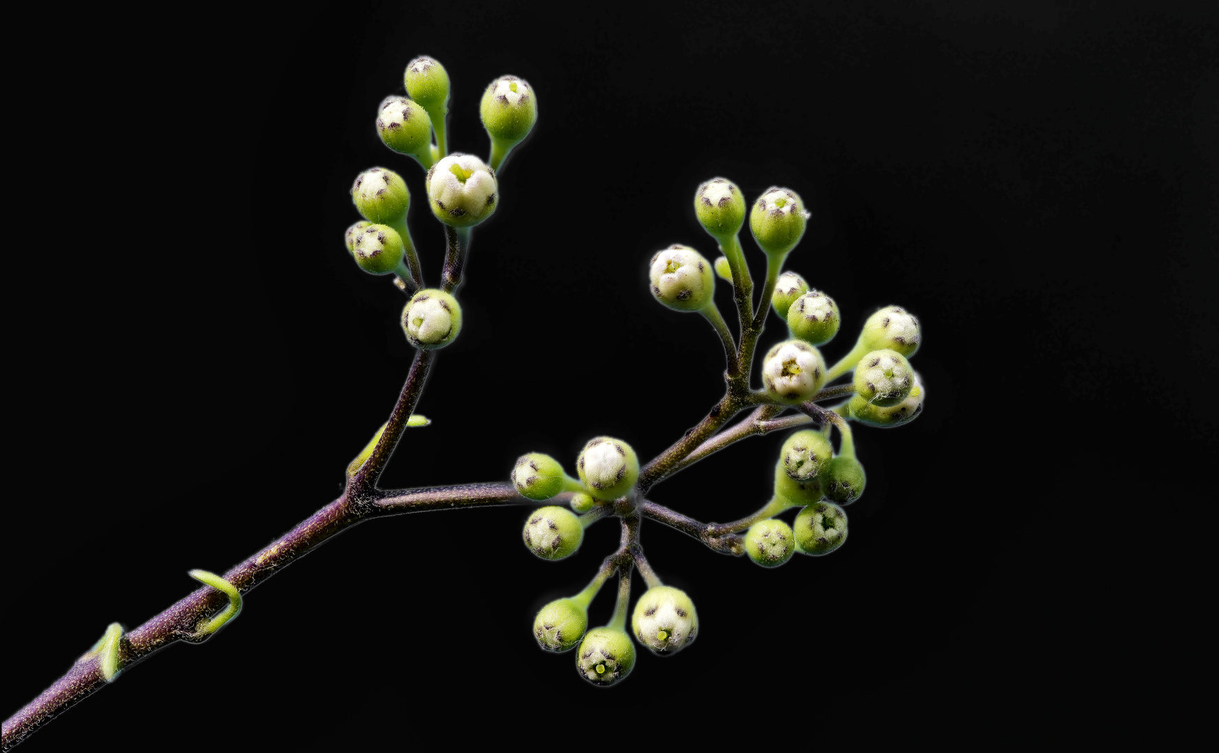 Gartenspaziergang 2020 - Knospen des Jasminblütigen Nachtschatten