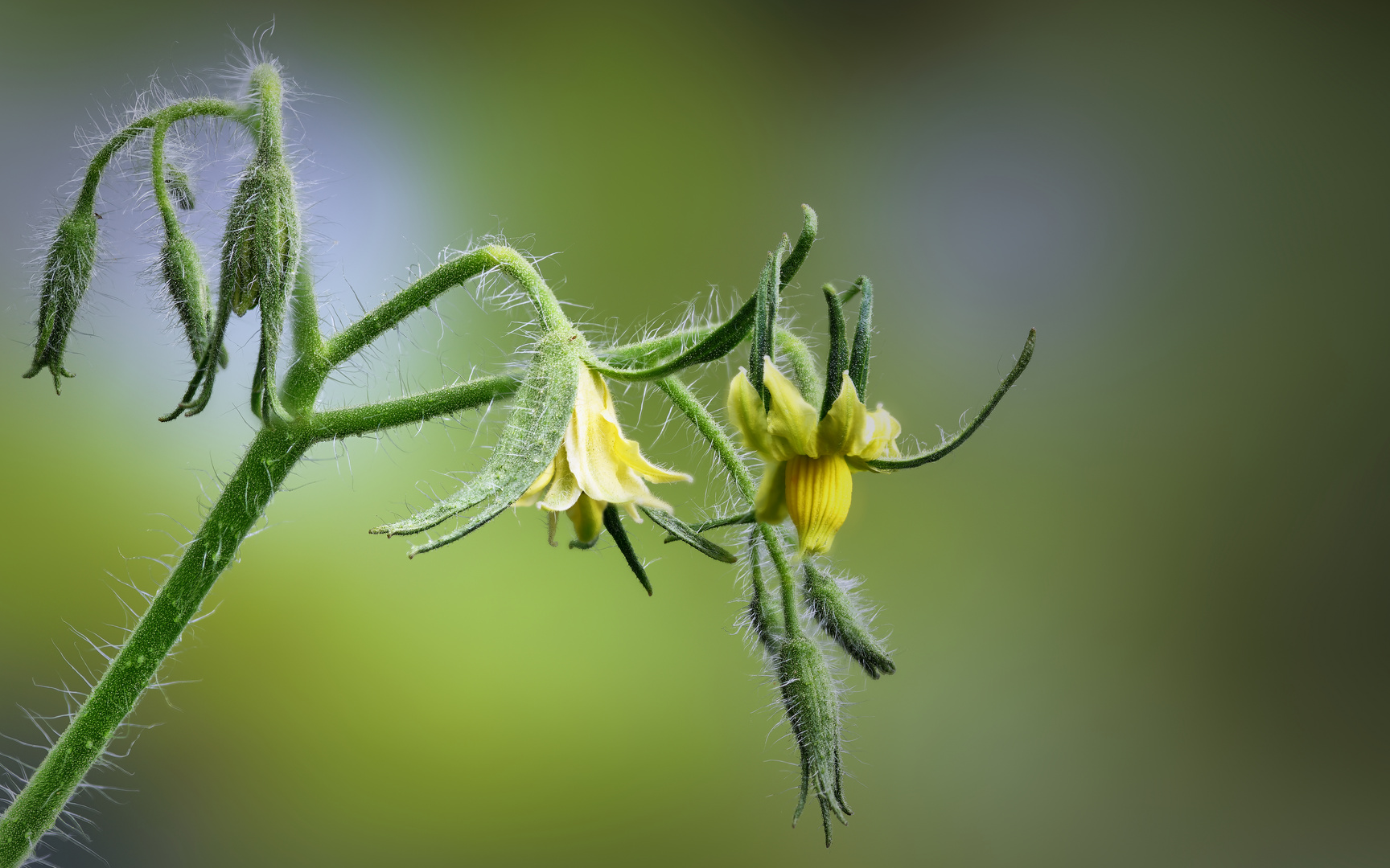 Gartenspaziergang 2020 - Tomatenblüte