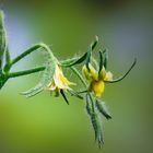 Gartenspaziergang 2020 - Tomatenblüte