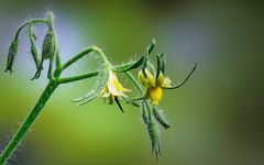 Gartenspaziergang 2020 - Tomatenblüte