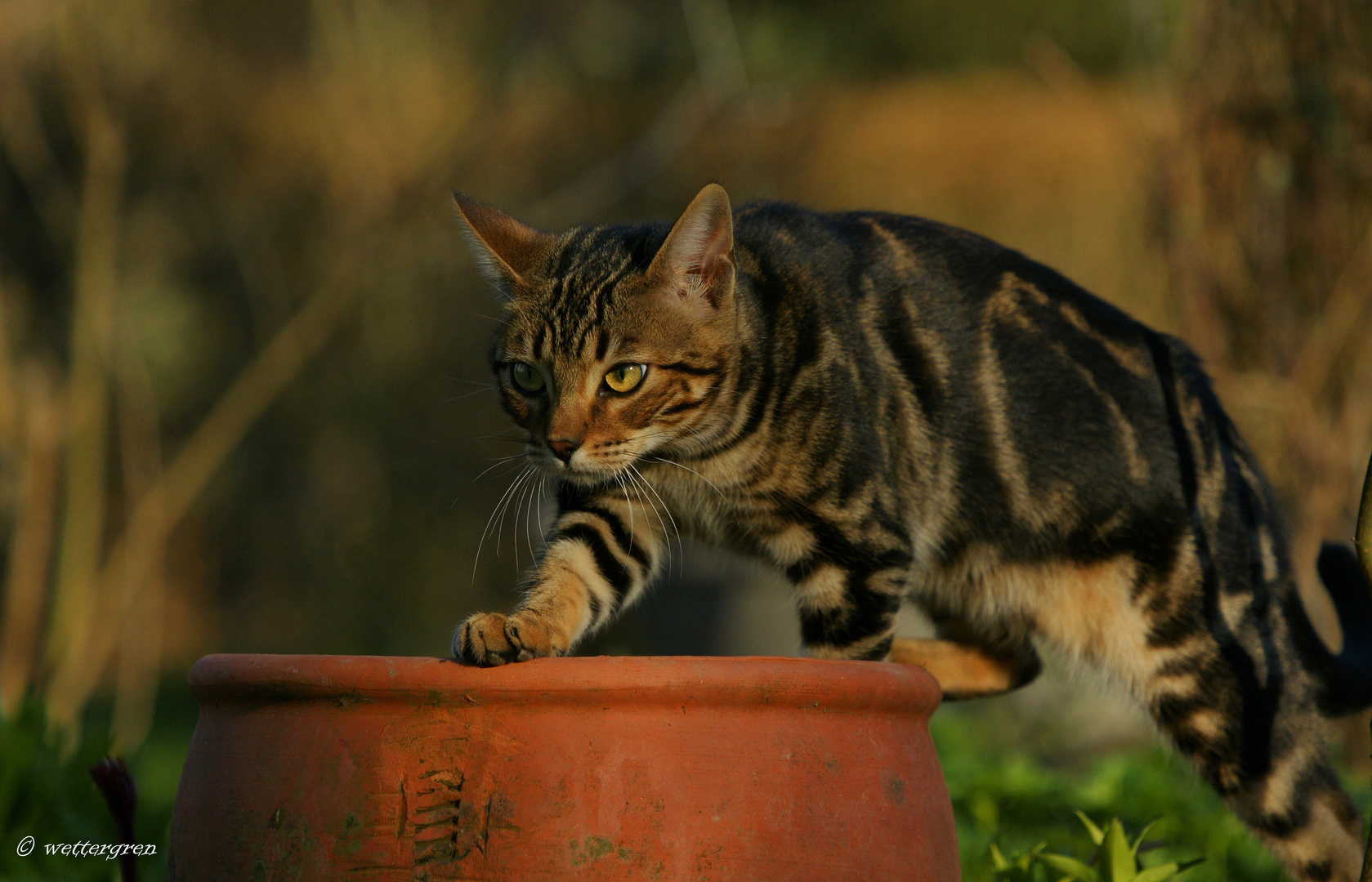 Gartenspaziergang á la Bengel ... :)