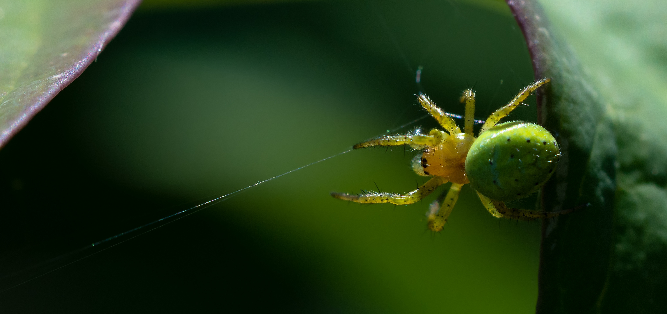 Gartenspinnchen