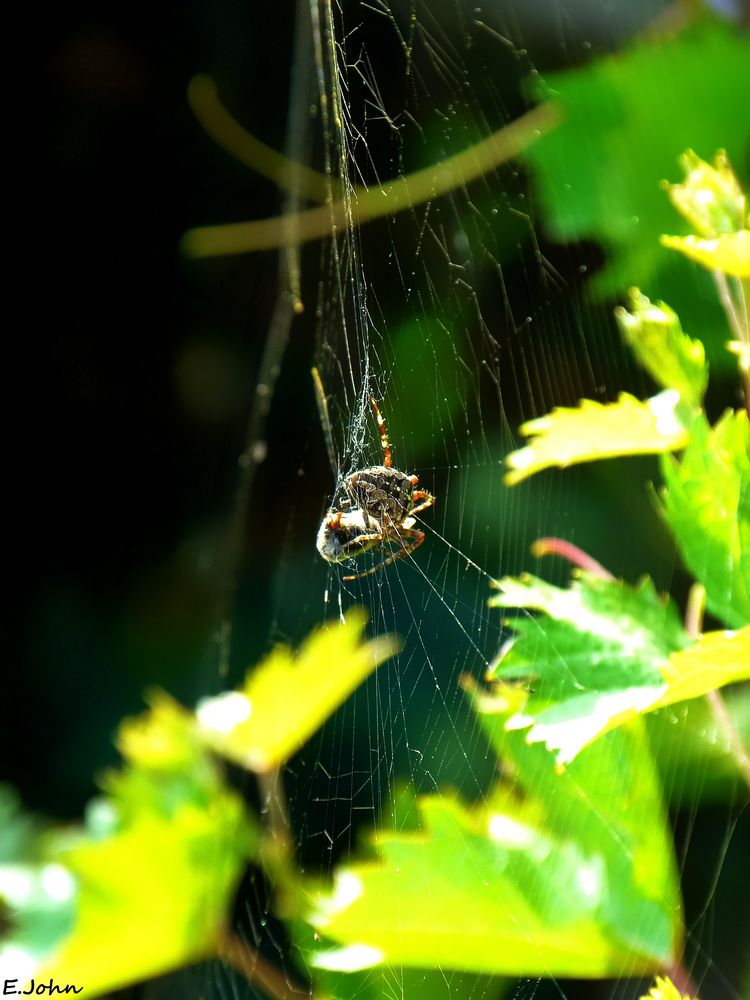 Gartenspinne (2)