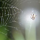 "Garten"Spinne