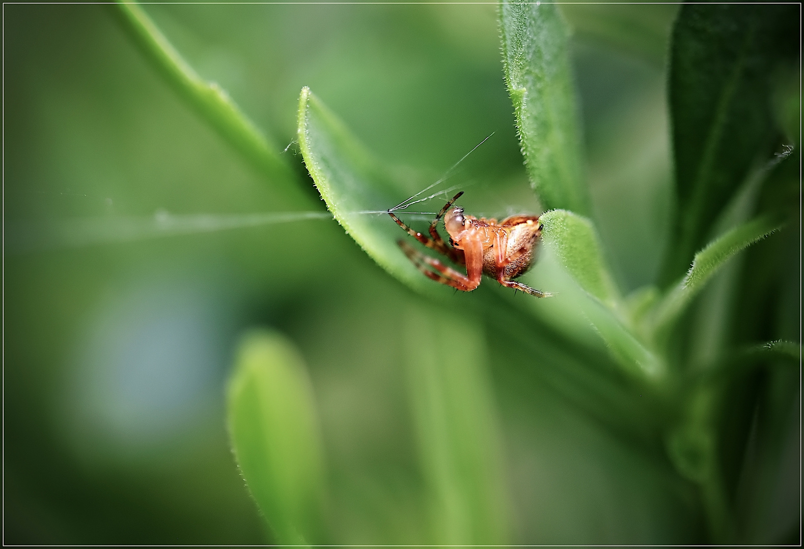 Gartenspinne