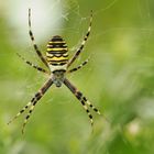 Garten.Spinne(r)