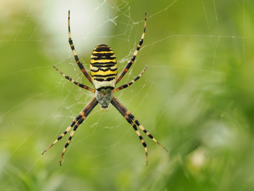 Garten.Spinne(r)