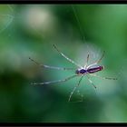 Gartenspinne(welche?)Vermutlich Streckerspinne