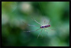 Gartenspinne(welche?)Vermutlich Streckerspinne