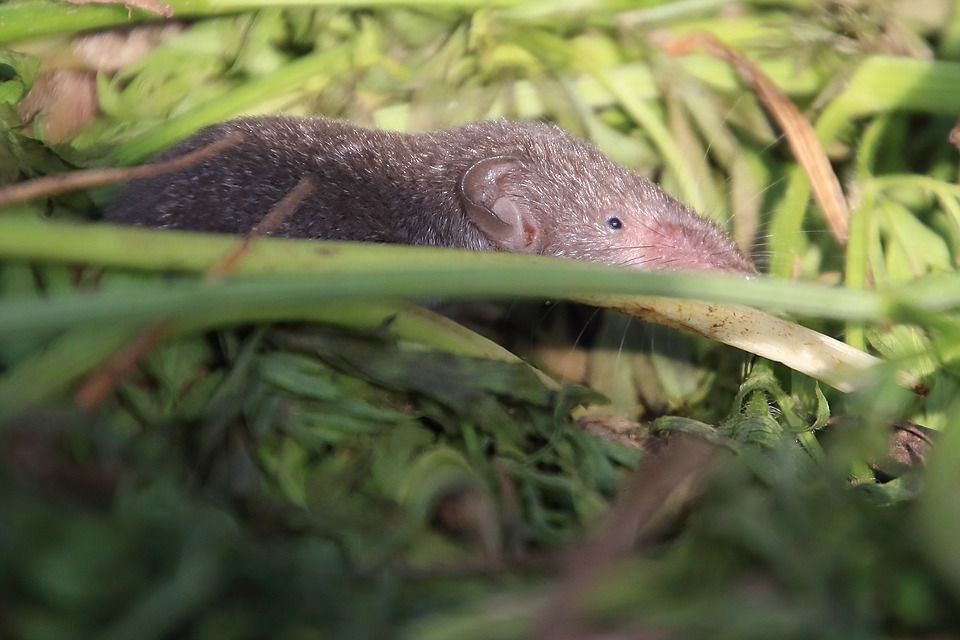 Gartenspitzmaus