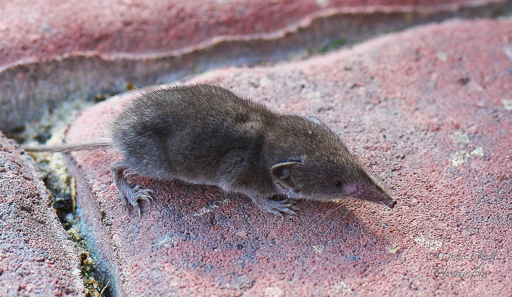 Gartenspitzmaus Foto & Bild tiere, wildlife, säugetiere Bilder auf