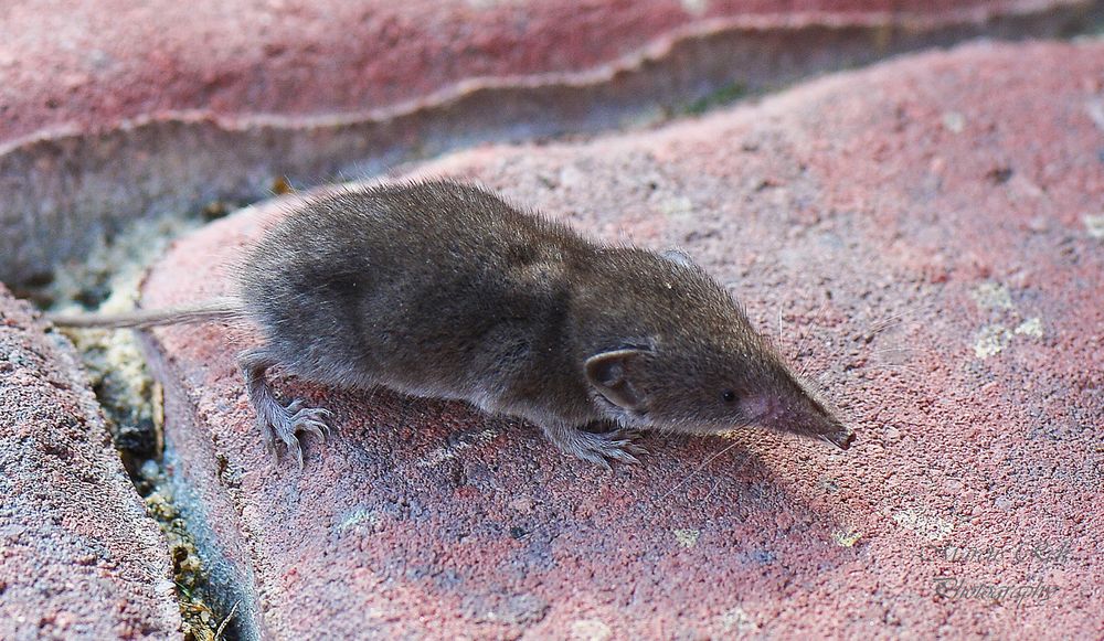 Gartenspitzmaus Foto & Bild tiere, wildlife, säugetiere Bilder auf