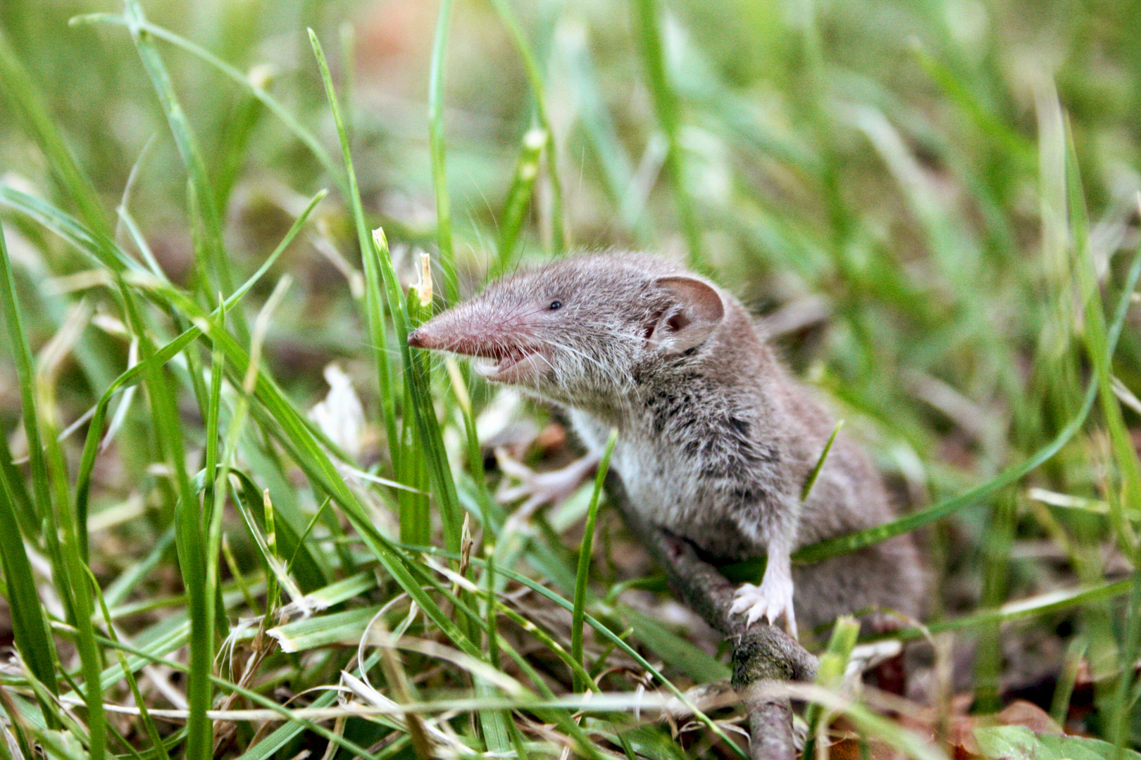 Gartenspitzmaus (Crocidura suaveolens) Foto & Bild tiere, wildlife