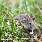 Gartenspitzmaus (Crocidura suaveolens)