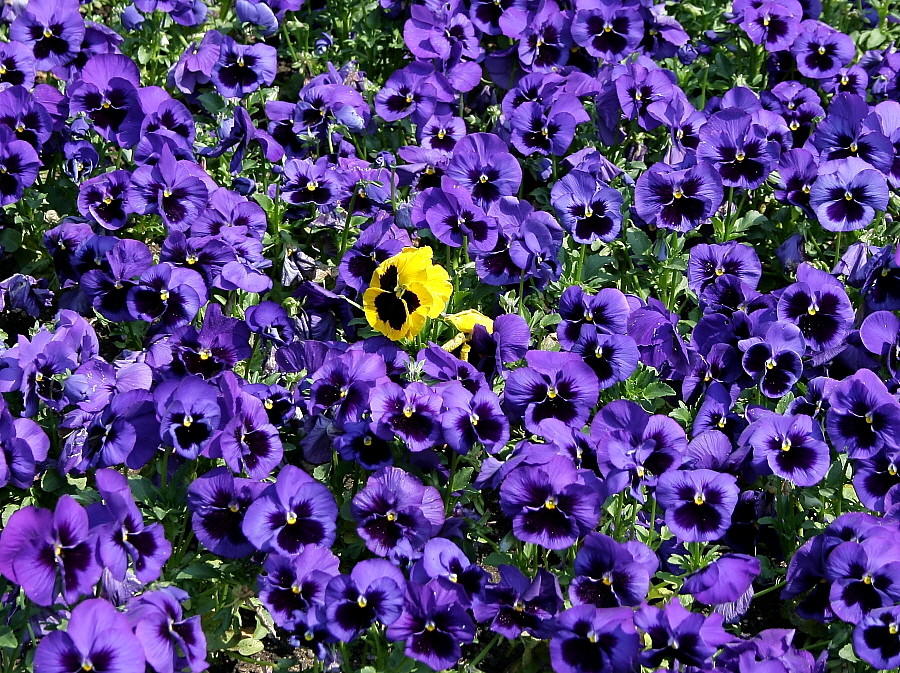 Gartenstiefmütterchen (Viola × wittrockiana)