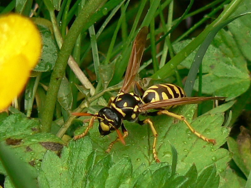 Gartenstreifzug 5