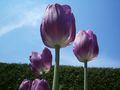 Tulpen in allen Farben und Formen